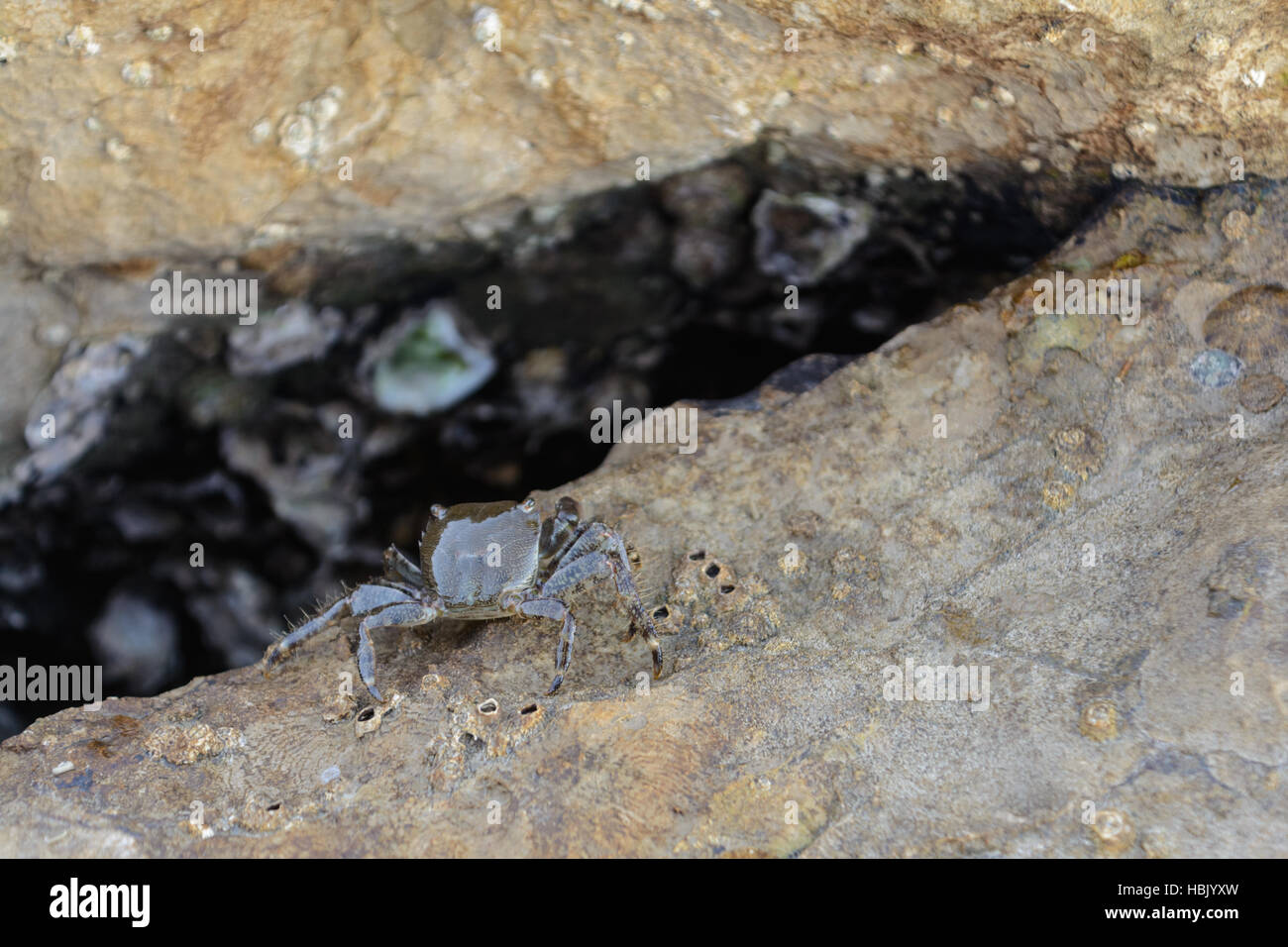 Krebse krabbeln auf Stein am Meeresufer Stockfoto