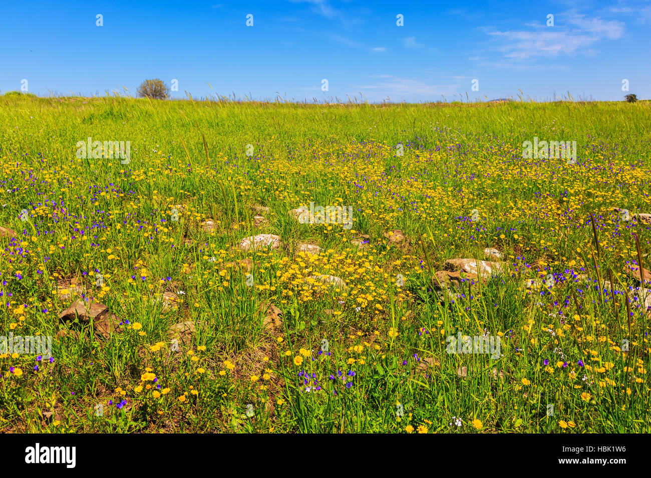 Frühling Blumen und frische Gräser Stockfoto