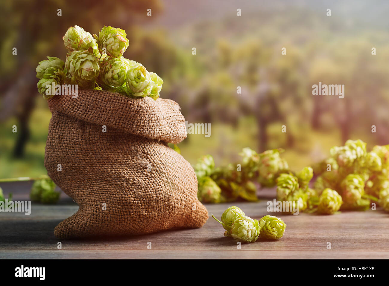 Leinensack gefüllt mit Hopfen für die Herstellung von Bier Stockfoto