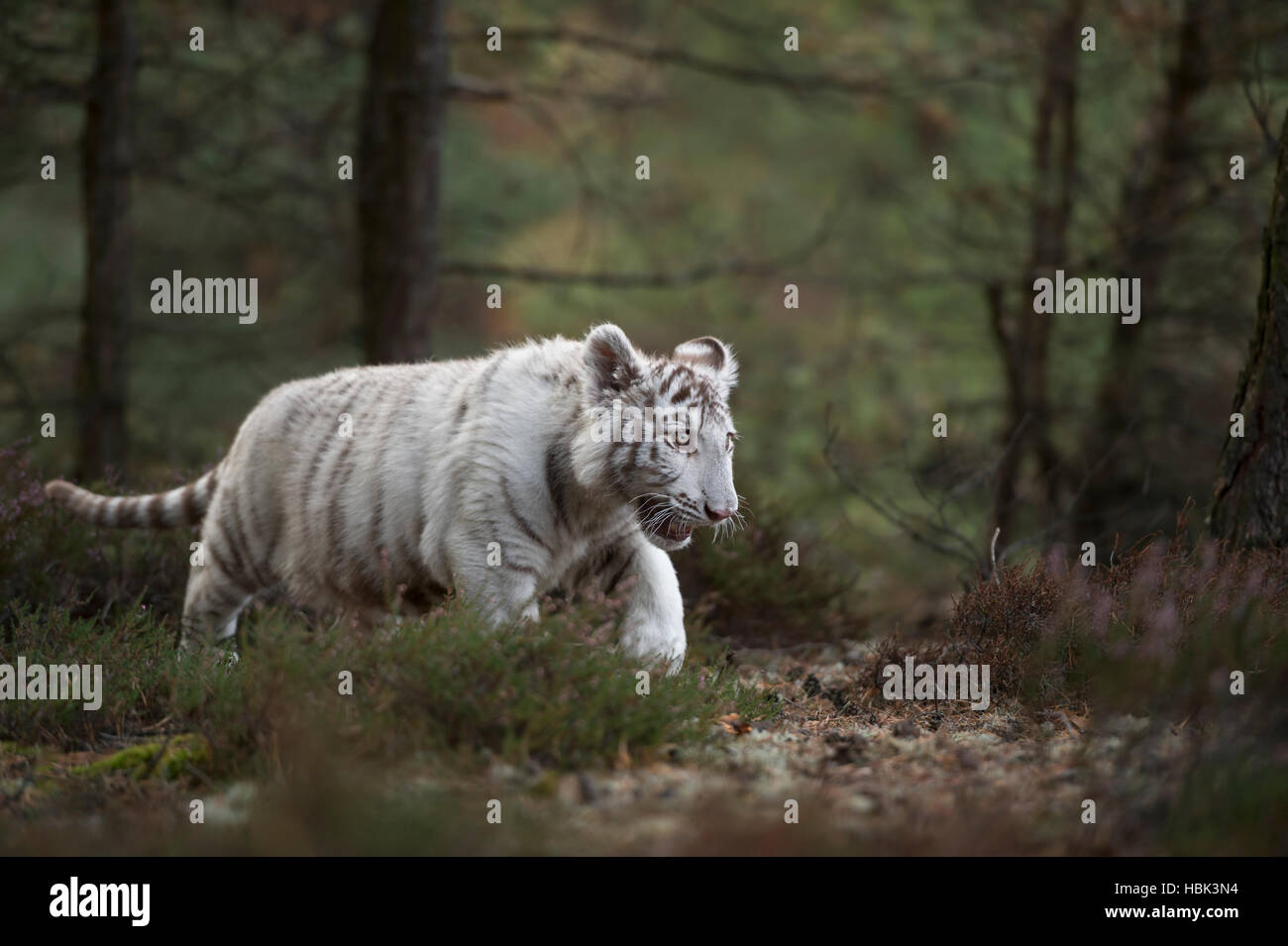 Royal Bengal Tiger / Koenigstiger (Panthera Tigris), weiße Morph, junge, süße Tier schleicht durch den Wald. Stockfoto