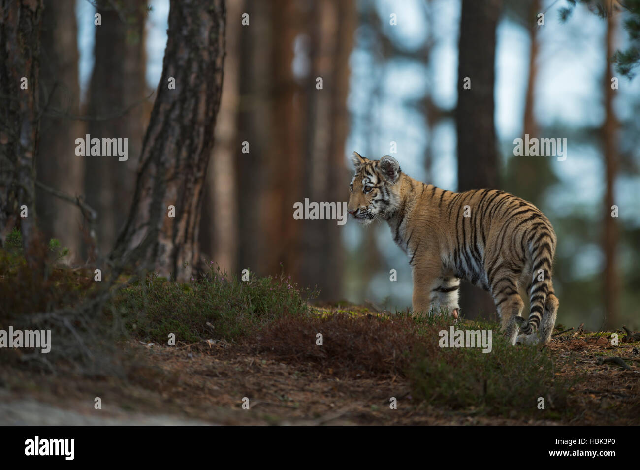 Royal Bengal Tiger / Koenigstiger (Panthera Tigris) steht auf einer kleinen Anhöhe im Wald, Rückseite, Ansicht, beobachtete beiseite, schüchtern. Stockfoto