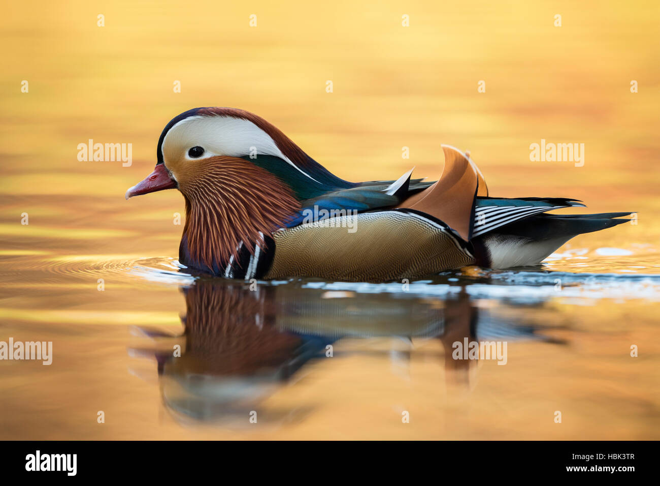 Mandarin Ente ( Aix galericulata ), farbenfroher drake im Zuchtkleid, Schwimmen auf goldenem glitzerndem Wasser, voller Körper, Seitenansicht, Tierwelt, Europa. Stockfoto