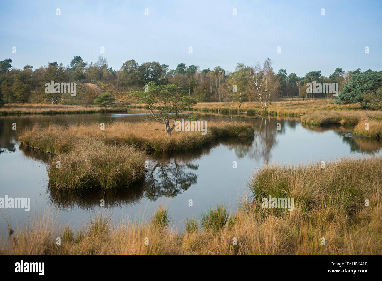 Blick über niederländische Moor Naturschutzgebiet De Duivelskuil, Naturschutzgebiet Maasduinen, Niederlande, Europa. Stockfoto