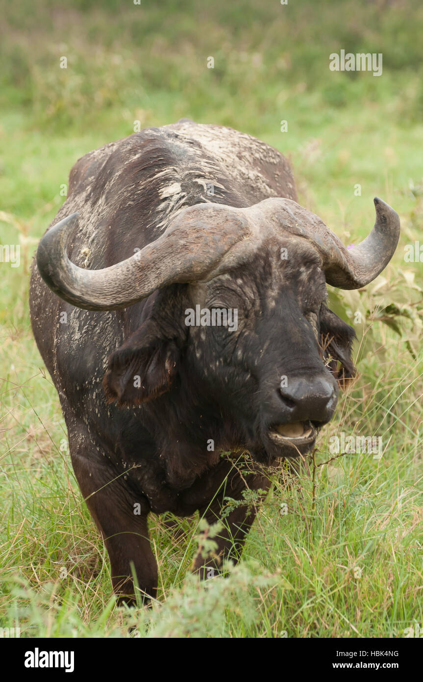 Buffalo in langen grünen Rasen Stockfoto