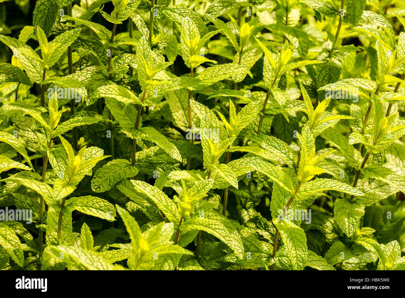 Minze Pflanzen wachsen Gemüse Garten Stockfoto