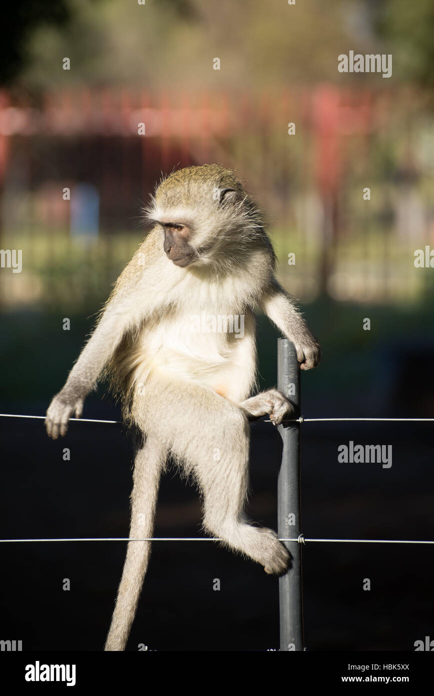 Affe posiert auf Zaun Stockfoto