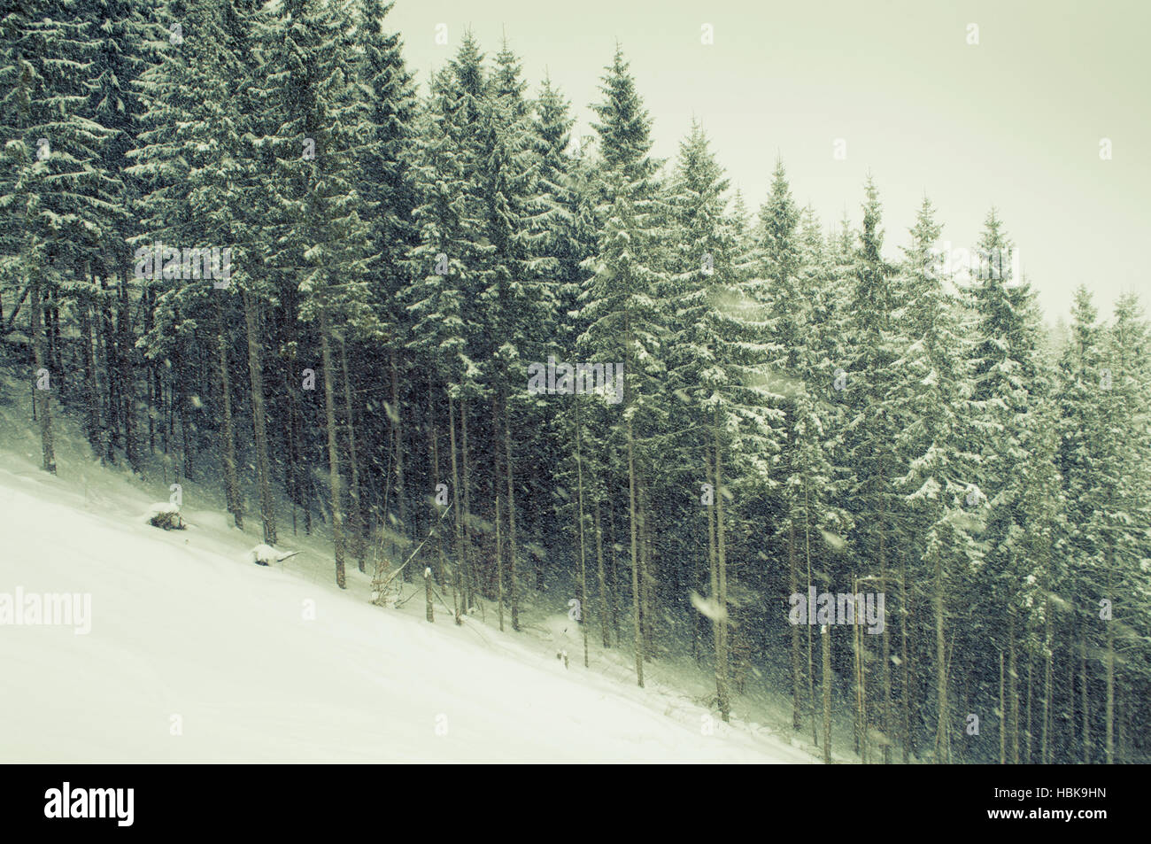Winter Schneefall Stockfoto