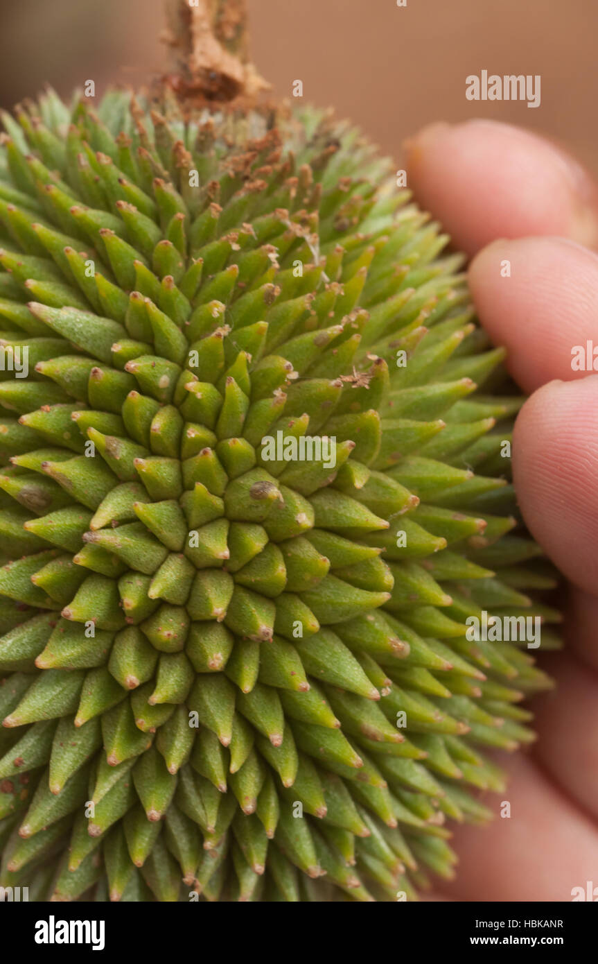 Durian Frucht aus nächster Nähe Stockfoto