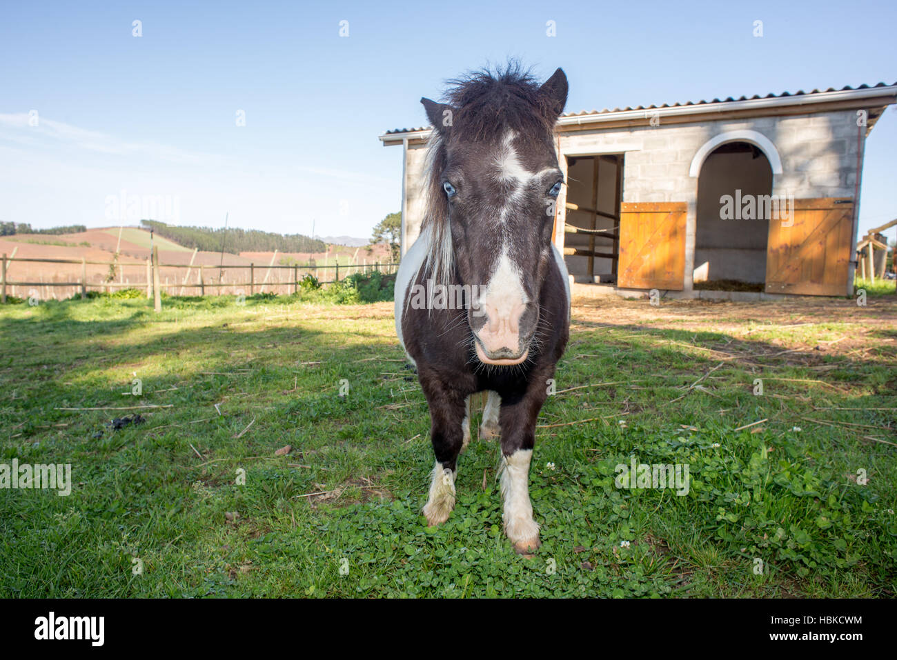 Pony von stabilen Stockfoto