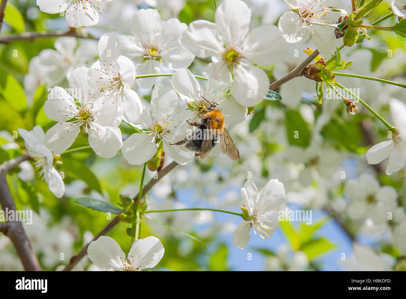 Schöne blühende Kirschbäume. Hummel, die Pollen von Kirschblüte im Frühling ernten. Blüte der Kirsche Blumen im Frühling Stockfoto
