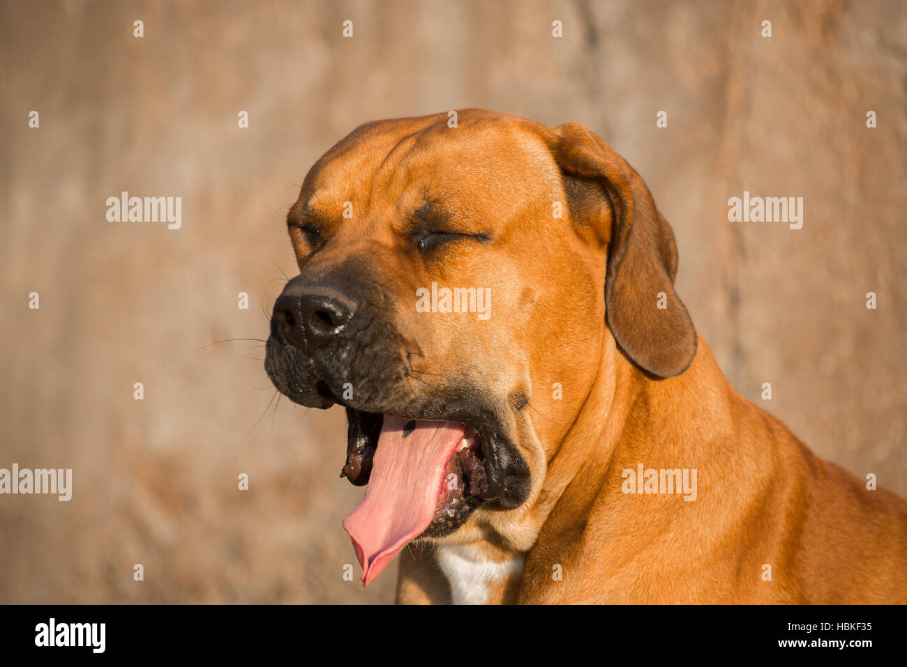 Boerboel Hund Gähnen Stockfotografie Alamy