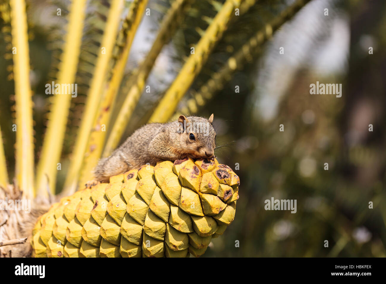 Eichhörnchen ruht auf einer Palme Stockfoto