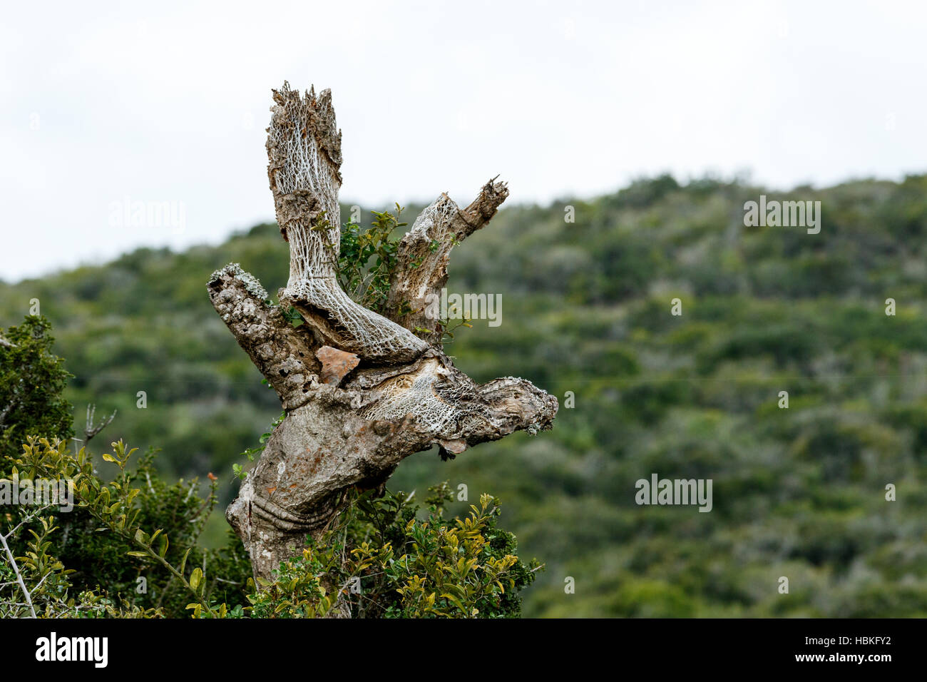 Baumwachstum - Addo Landschaft Stockfoto