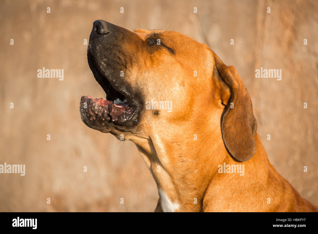 Young-Boerboel Hund Gähnen Stockfoto