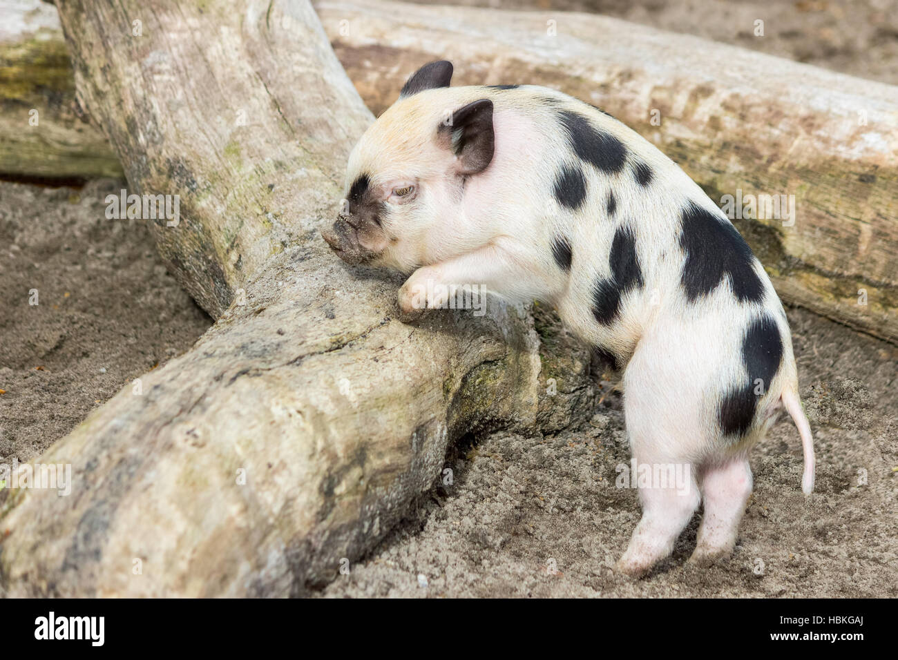 Junge schwarze und weiße Ferkel am Baumstamm Stockfoto