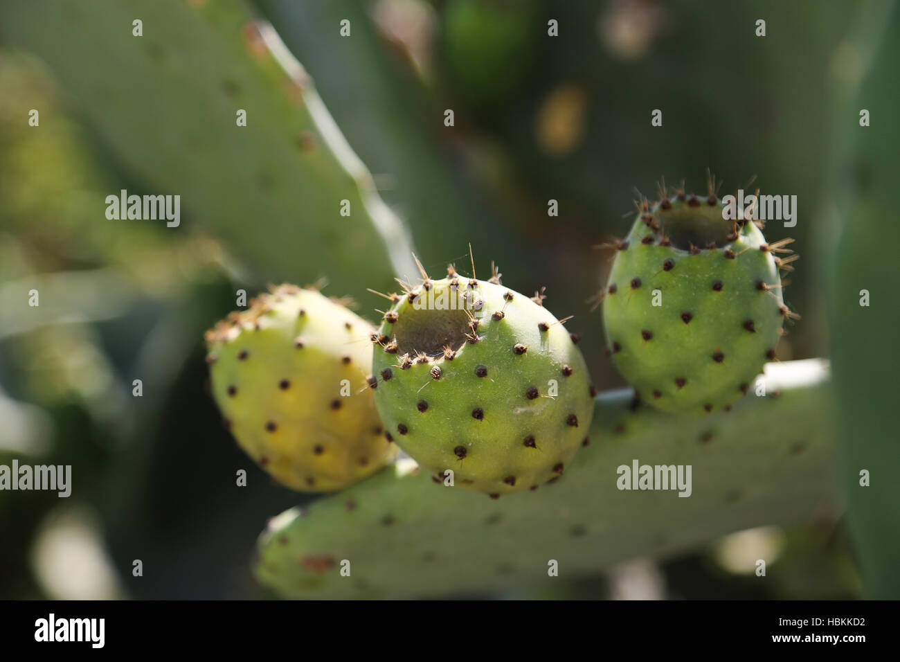 Thunfisch-Kaktus-Obst Stockfoto