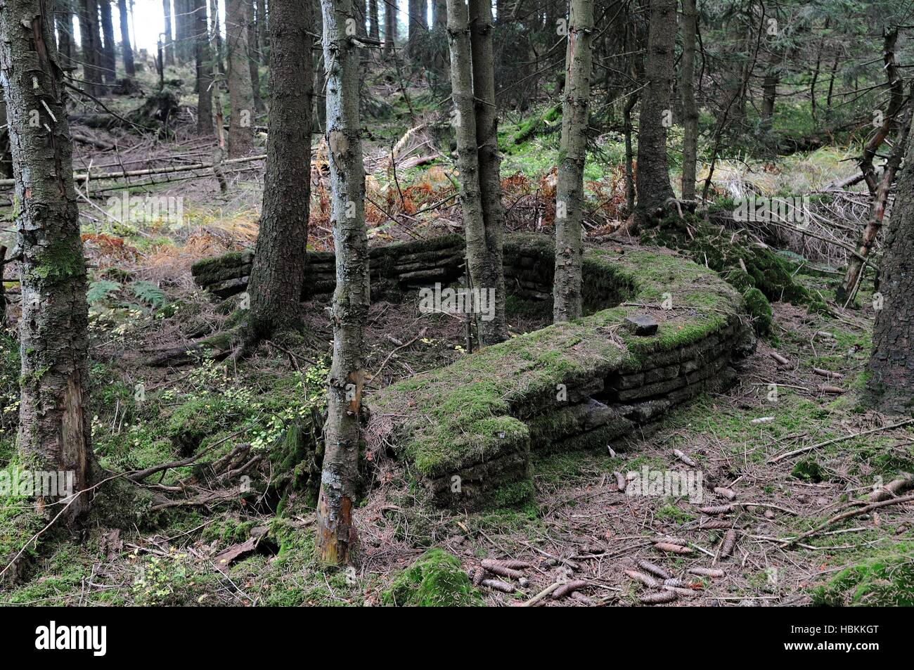 Wand links in den Wald Deutschland Stockfoto