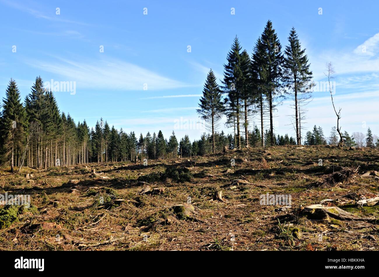 der Ort im Wald Deutschland Stockfoto