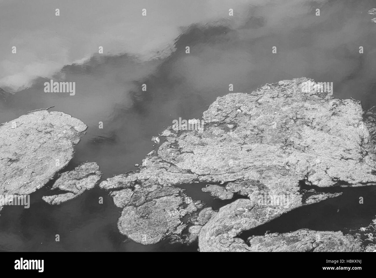 Algen im teich SchwarzweißStockfotos und bilder Alamy