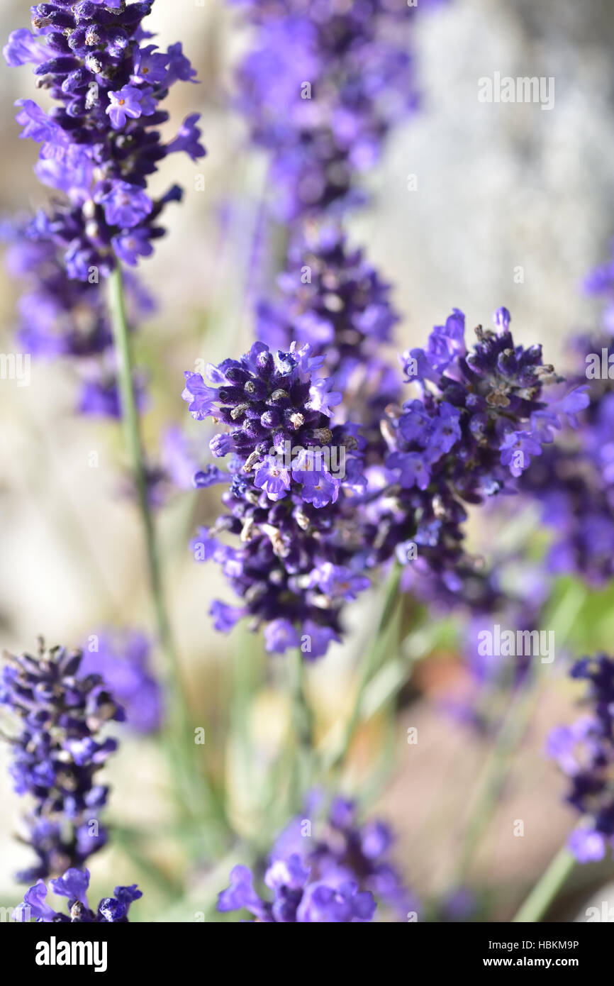 Lavendel Pflanze Stockfoto