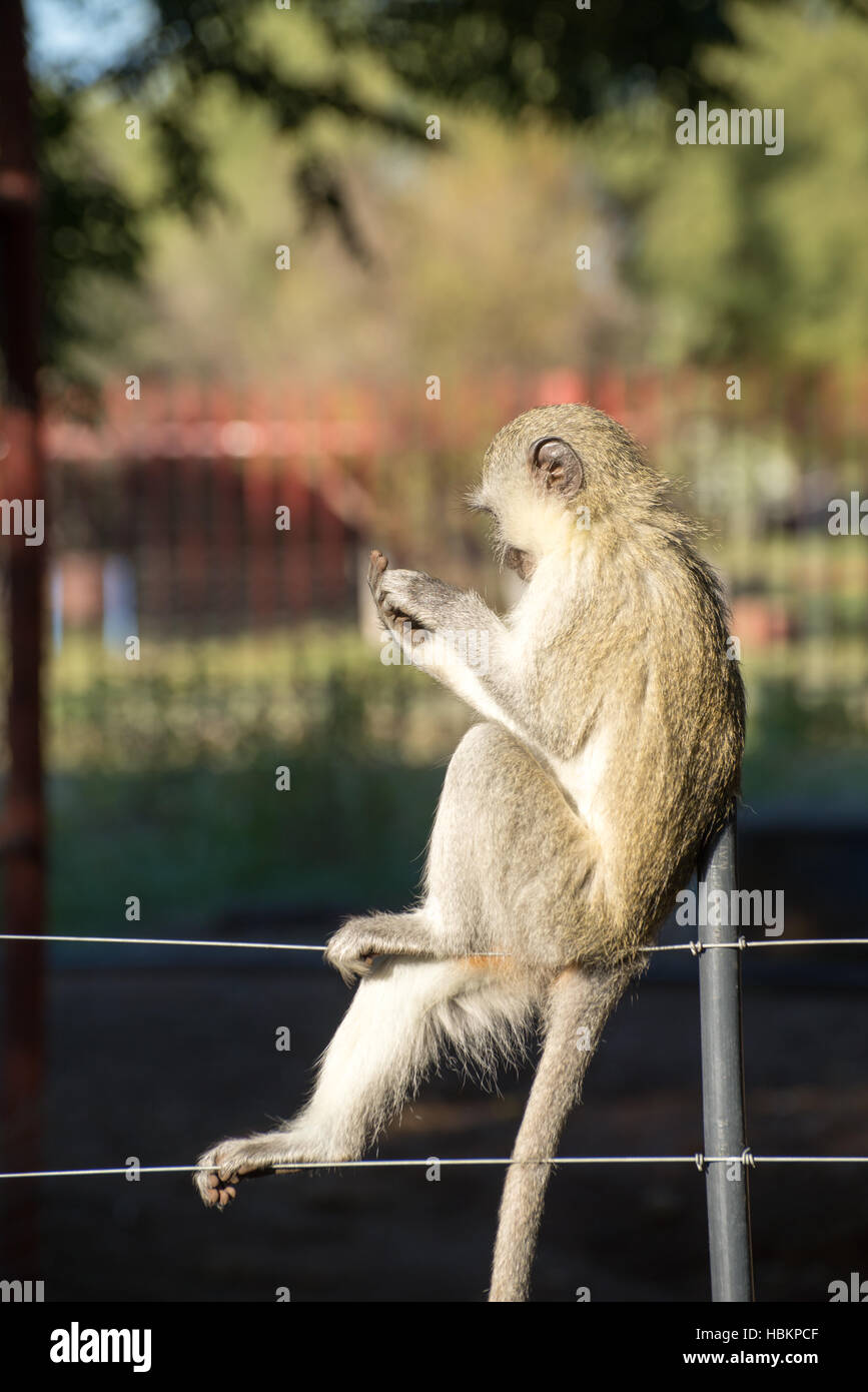 Affe auf Zaun Stockfoto