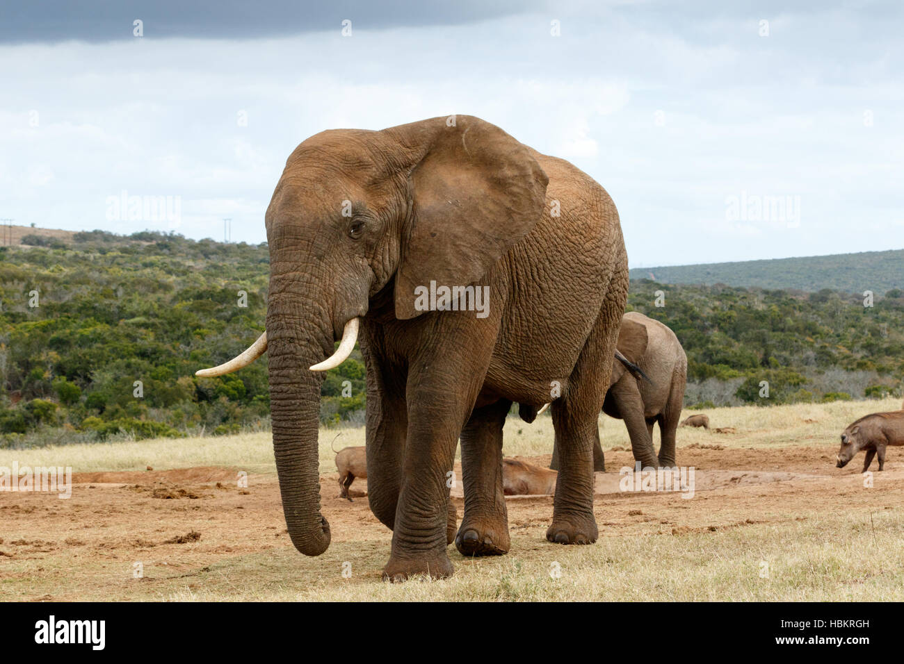 Afrikanischer Bush Elefant schließen Stockfoto