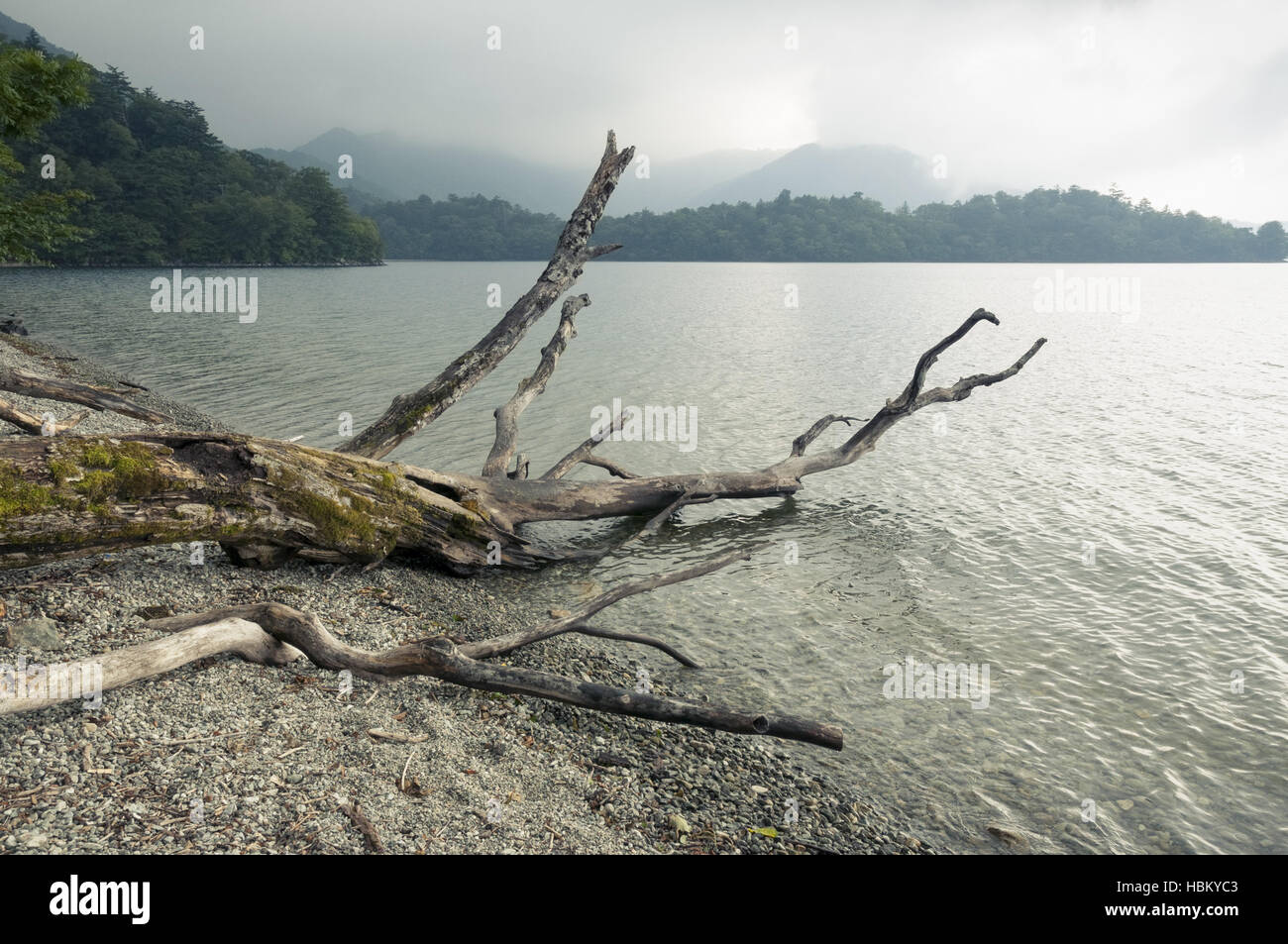 trieb von Holz Stockfoto