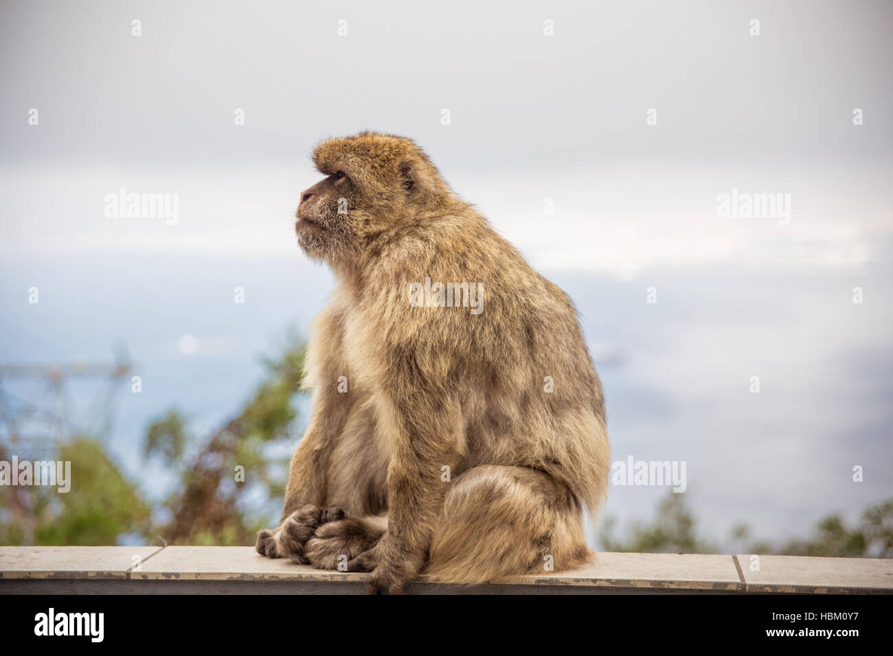 Erwachsenen Makaken auf den Felsen von Gibraltar. Stockfoto