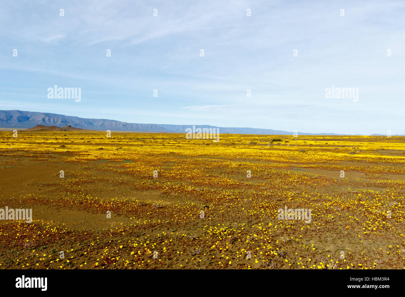 Gelb und flach Tankwa-Karoo Stockfoto