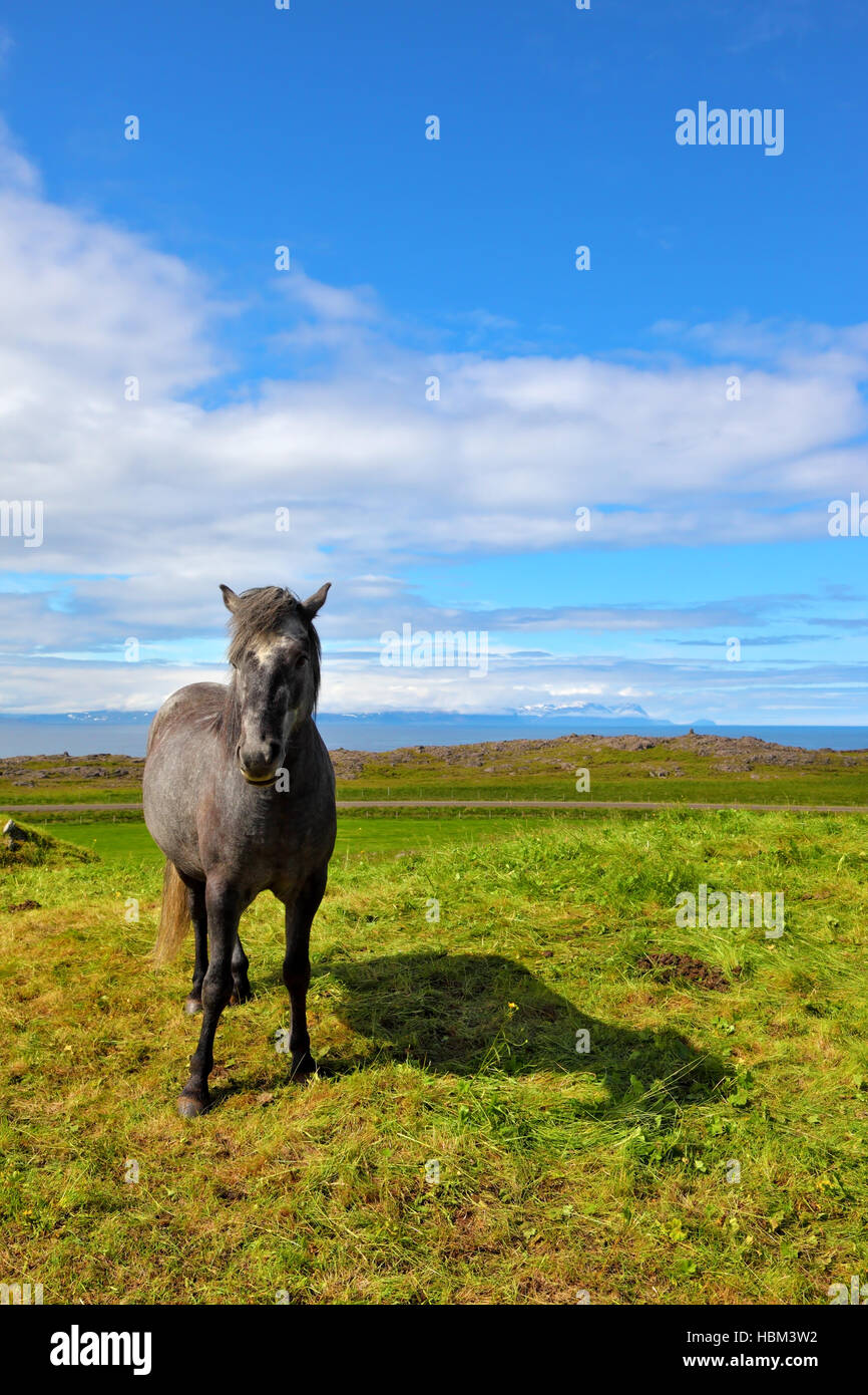 Landwirt eleganten grauen Pferd Stockfoto