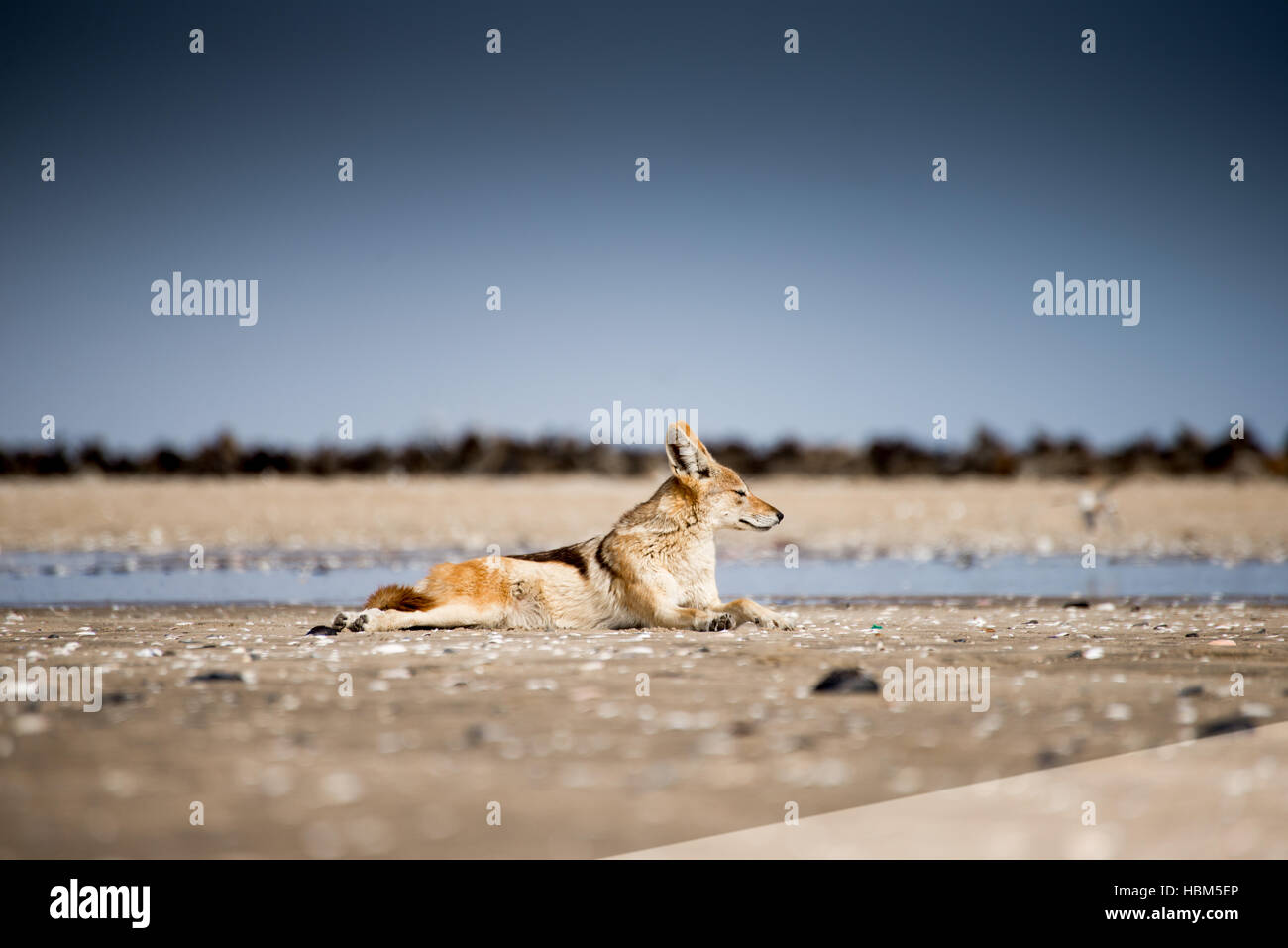 Black zurück Schakal vor Robbenkolonie. Stockfoto