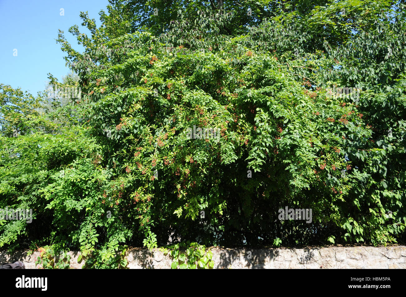 Rosa Multiflora, Multiflora rose Stockfoto