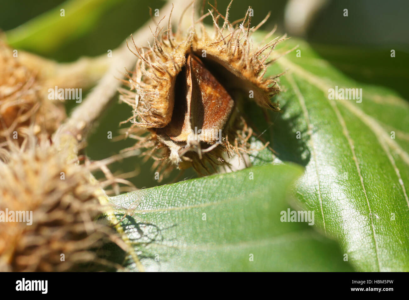 Fagus sylvatica Frucht Stockfotografie - Alamy