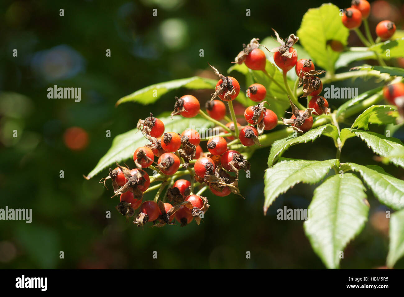 Rosa Multiflora, Multiflora rose Stockfoto