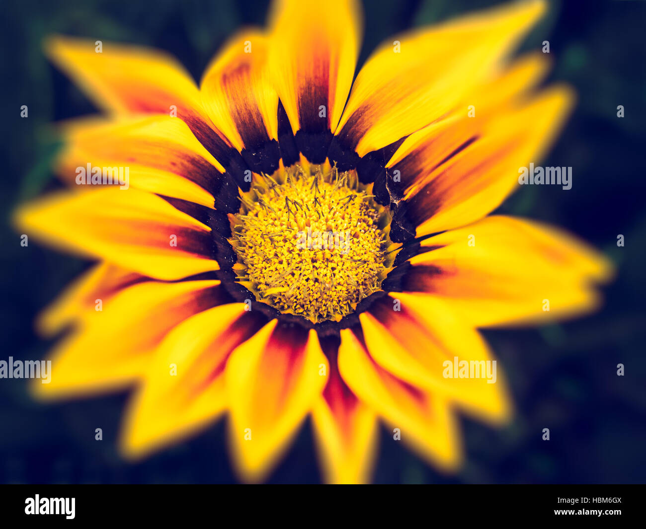 Gallardia Arizona Sun Stockfoto