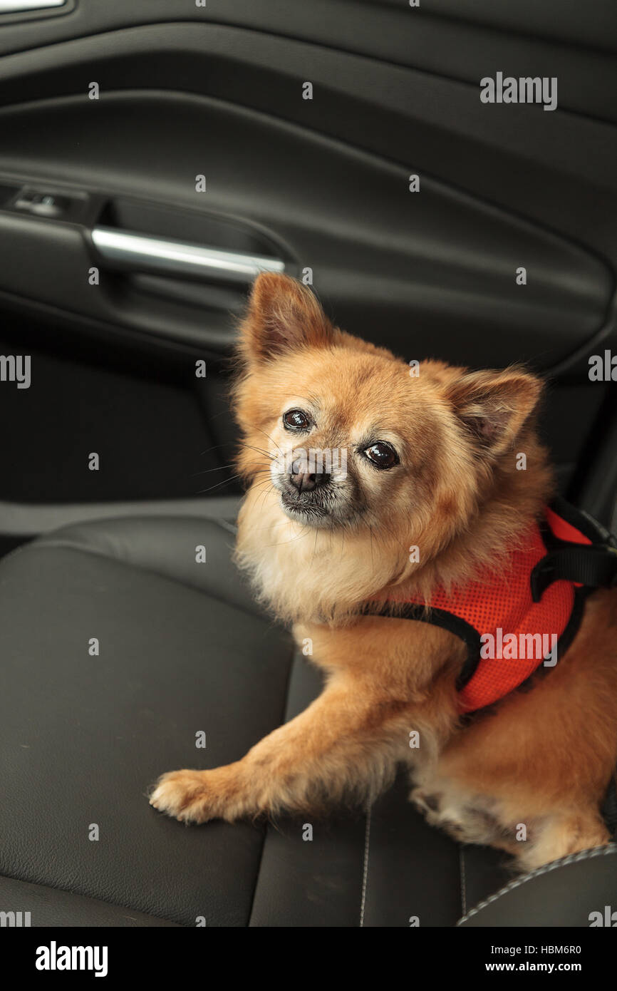 Auto Fahrt Hund Stockfoto