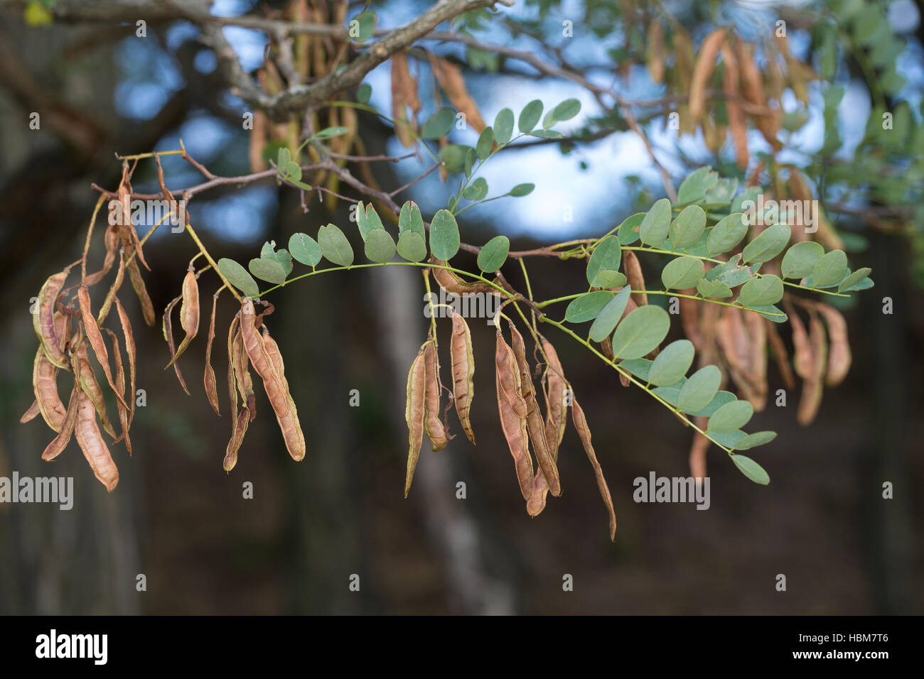 Robinie Gewohnliche Scheinakazie Schein Akazie Falsche Akazie Frucht Fruchte Schoten Robinia Pseudoacacia Robinie Falsche Akazie Robinie Stockfotografie Alamy