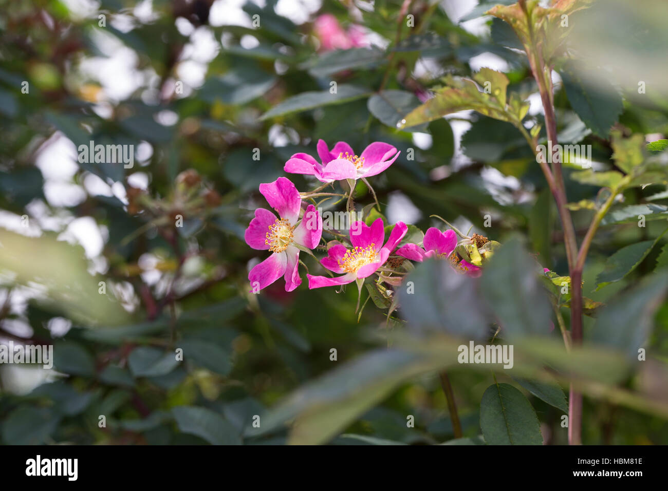 Rotblatt-Rose, Rotblättrige Rose, Hecht-Rose, Hechtrose, Bereifte Rose, Rosa Glauca, Rosa Rubrifolia, Roas Rubifolia, rot-leaved Rose, Redleaf Rose, L Stockfoto