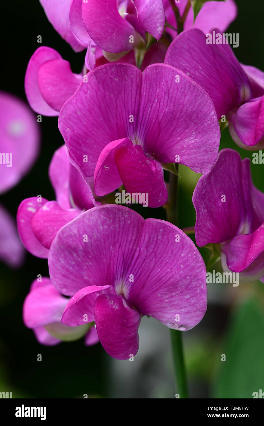 Wicke, Erbse, Blume, Blüte Stockfoto