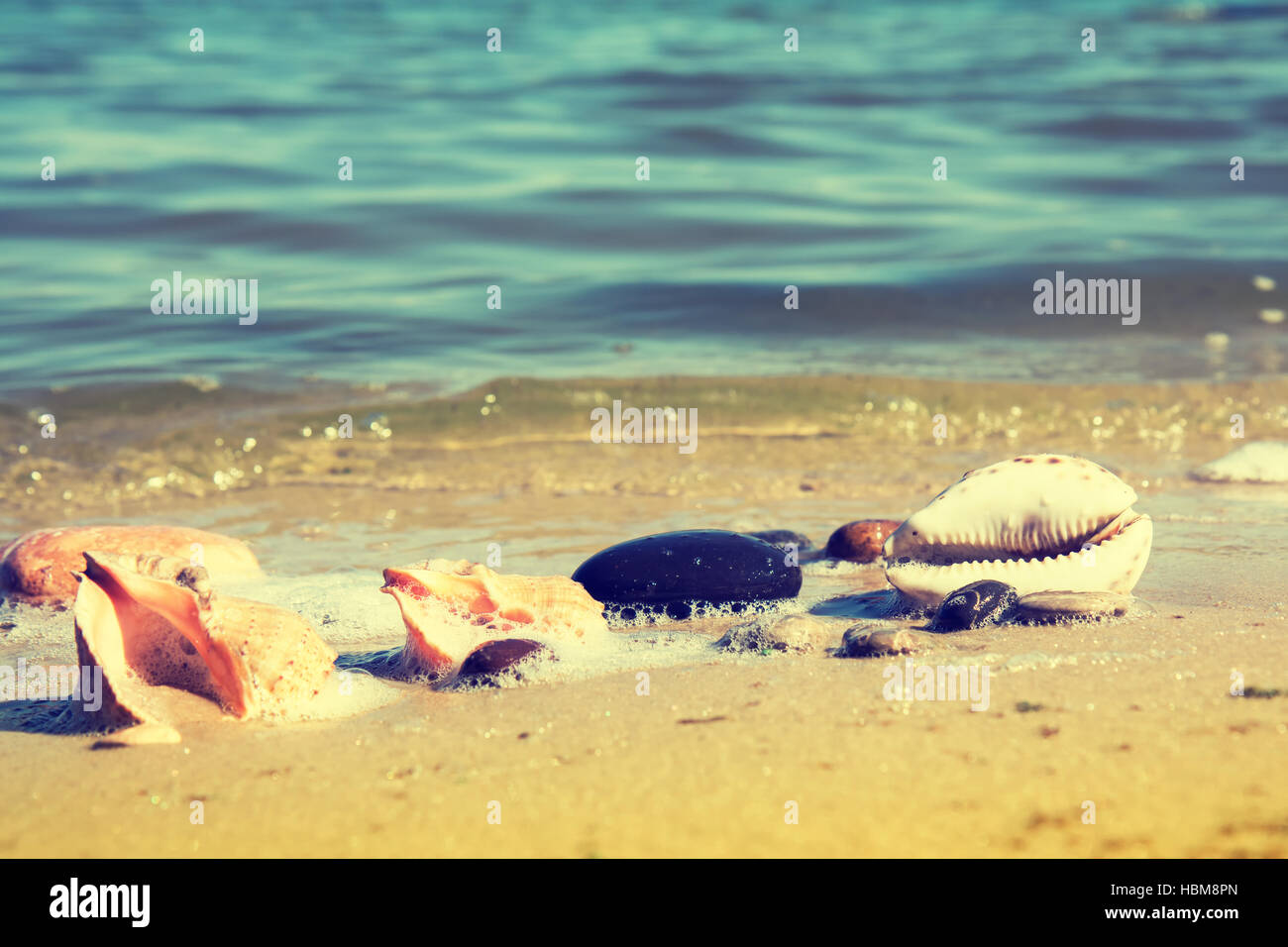 Die Muscheln und Steinen am Ufer des Meeres Stockfoto