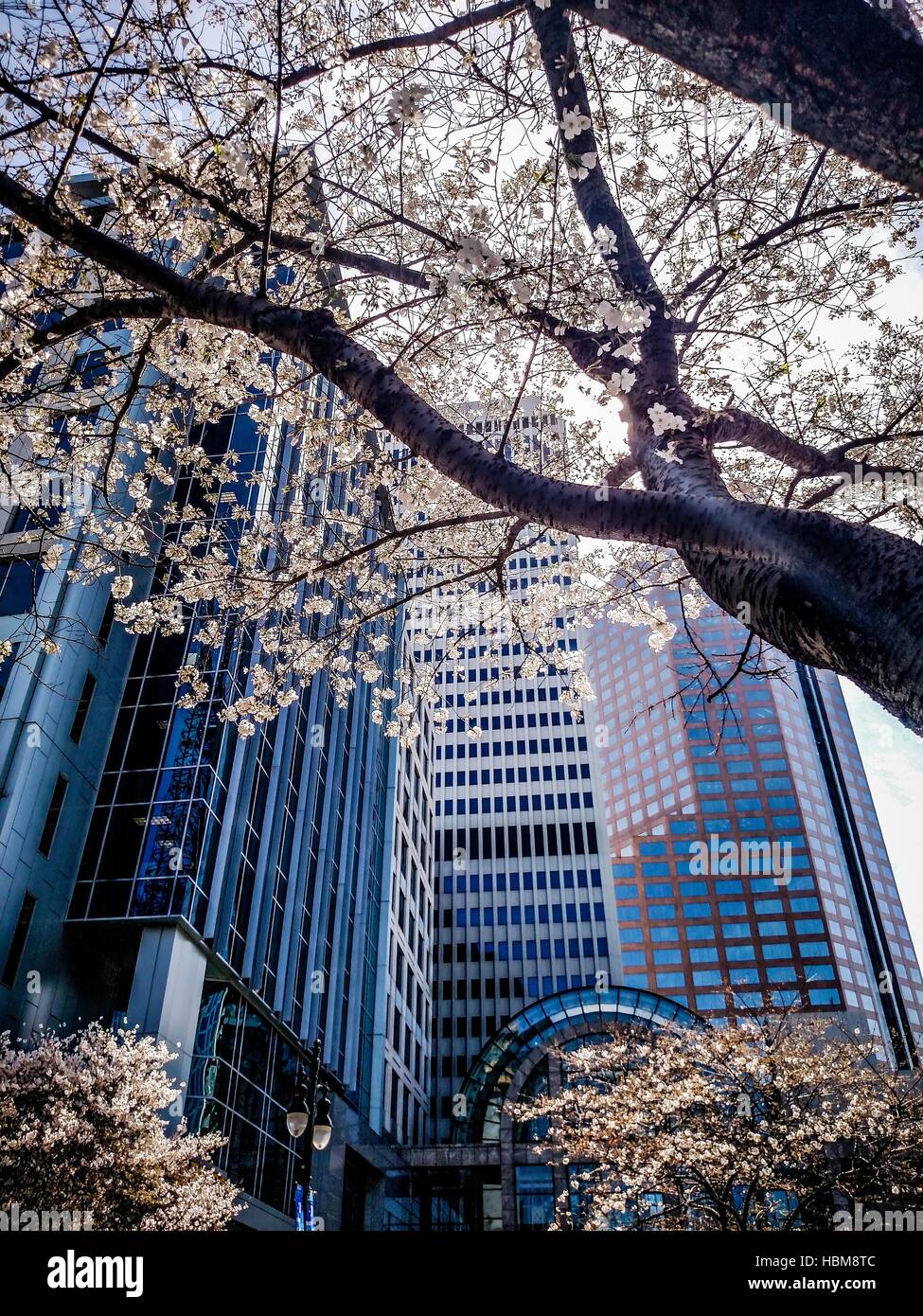 blühender Baum blüht im Frühling in der Stadt Stockfoto