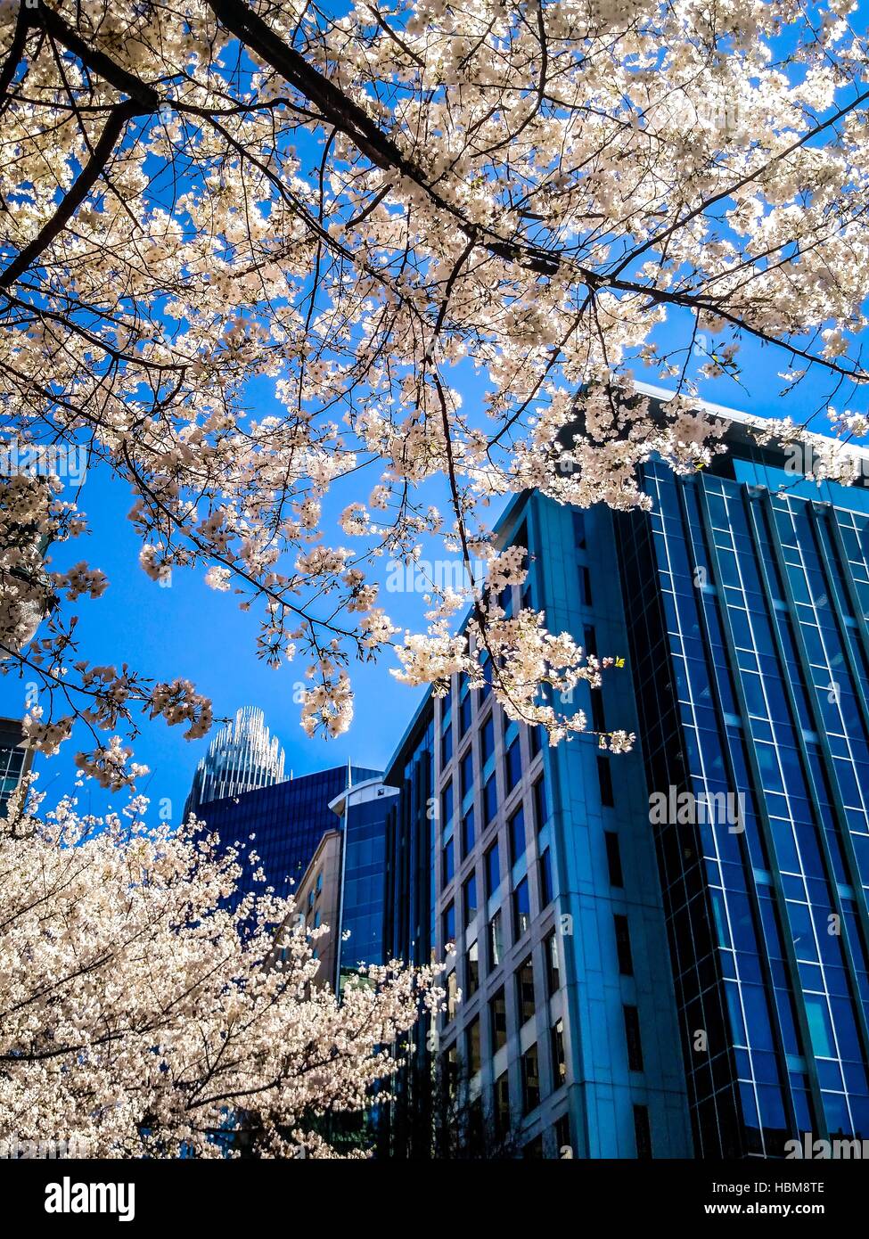 blühender Baum blüht im Frühling in der Stadt Stockfoto