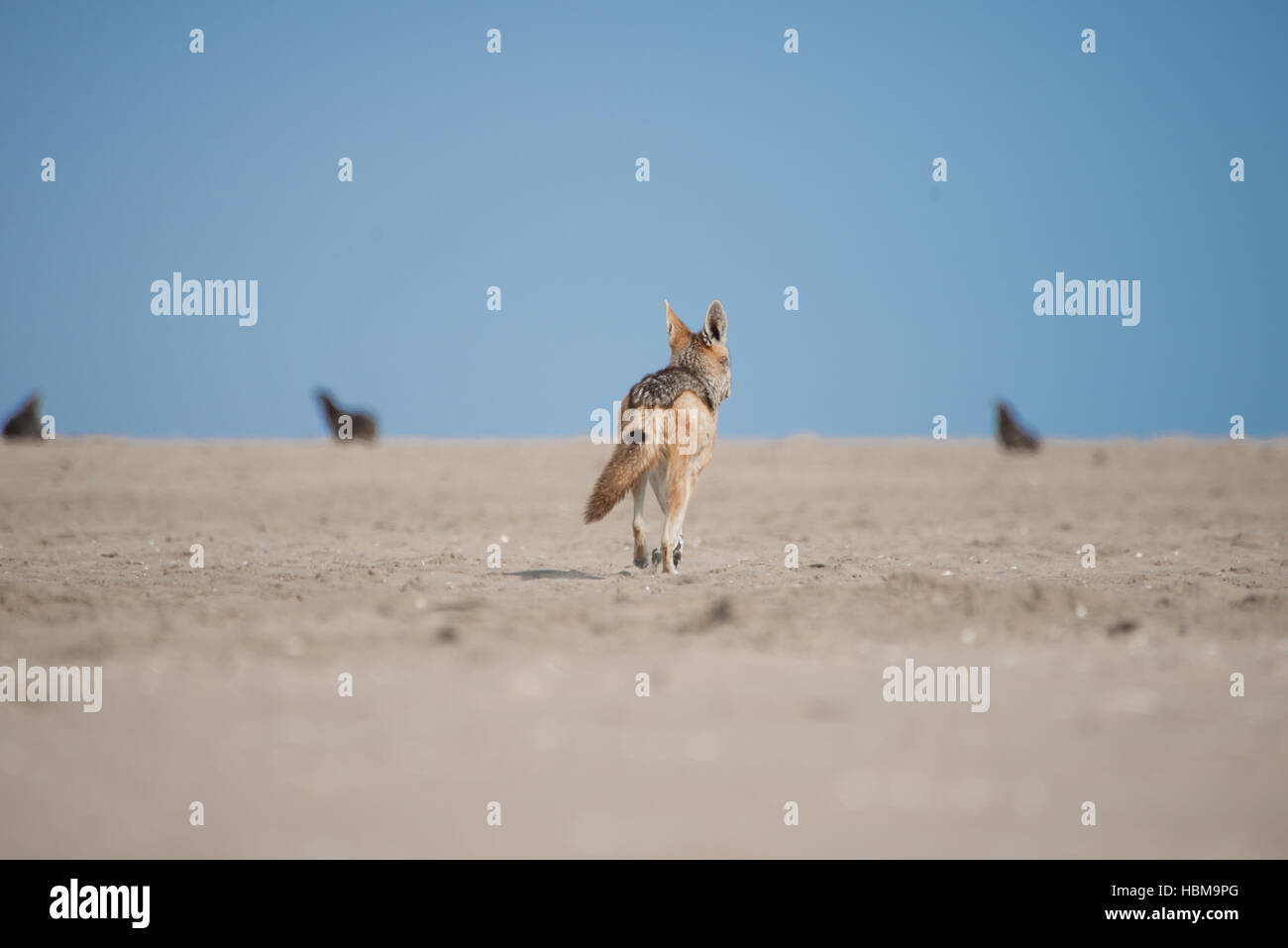 Schakal zu Fuß in Richtung Dichtungen Stockfoto