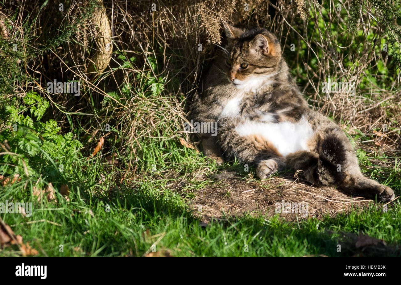 Schottische Wildkatze (Felis Silvestris) in Gefangenschaft Stockfoto