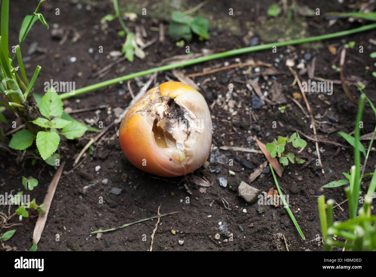 Insekt beschädigt rotten Tomate links auf Bauernhof Stockfoto