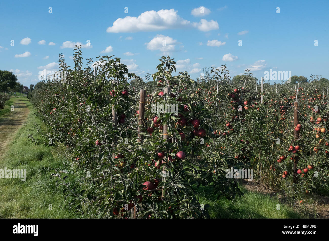 Apfelbäume Stockfoto