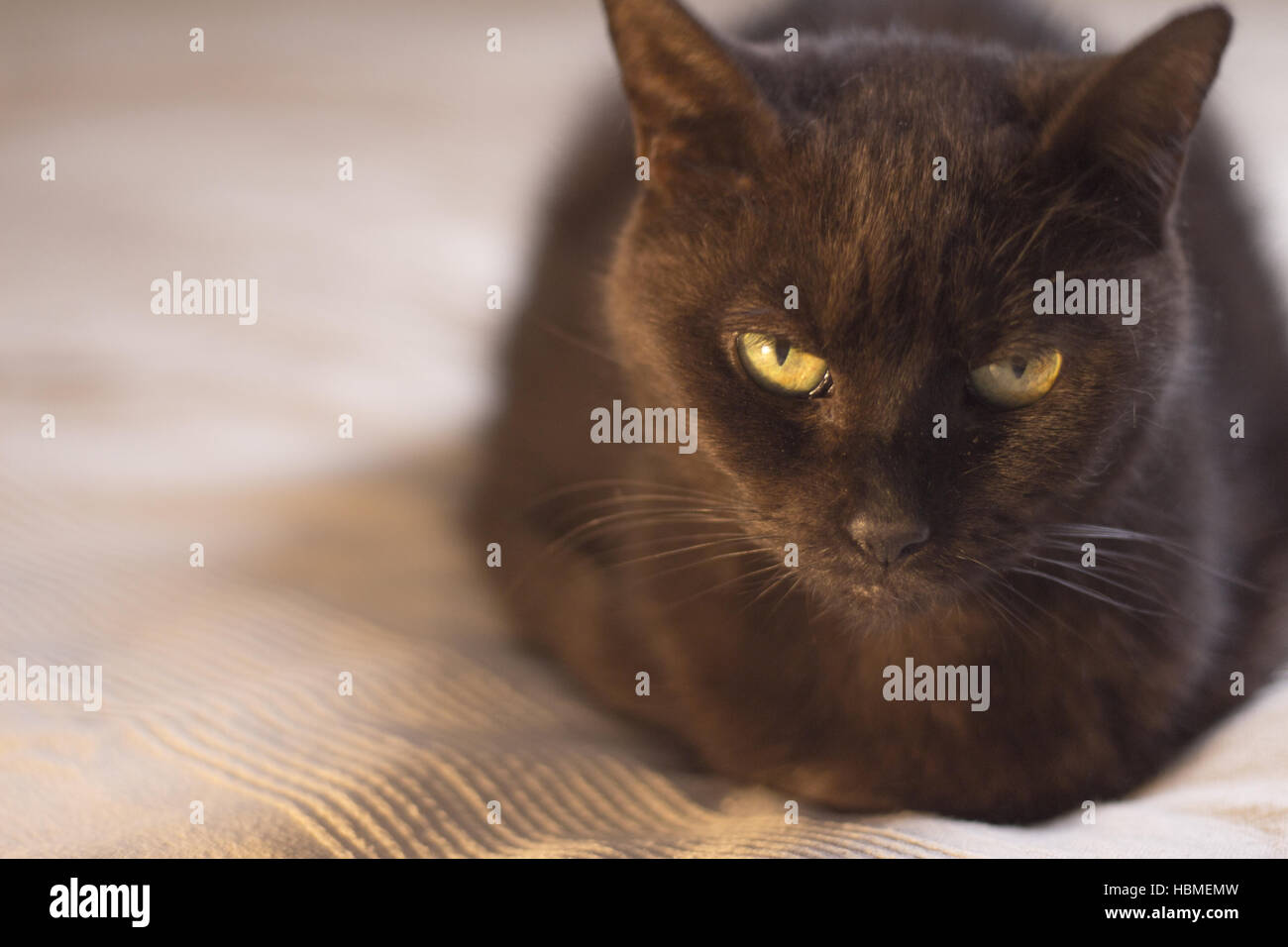 Schwarze Katze in entspannter position Stockfoto