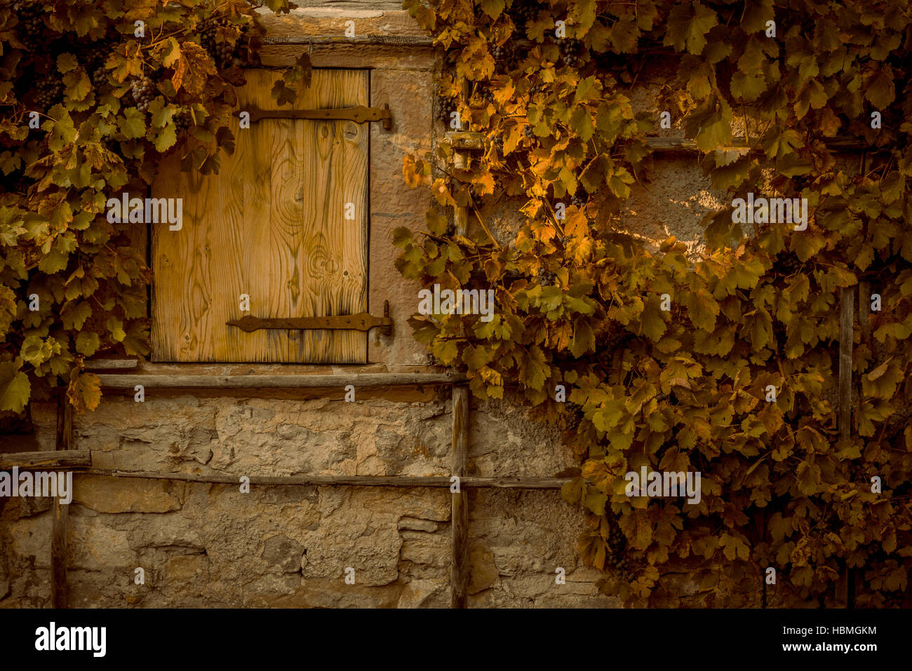 Gelbe weinreben Fotos und Bildmaterial in hoher Auflösung Alamy