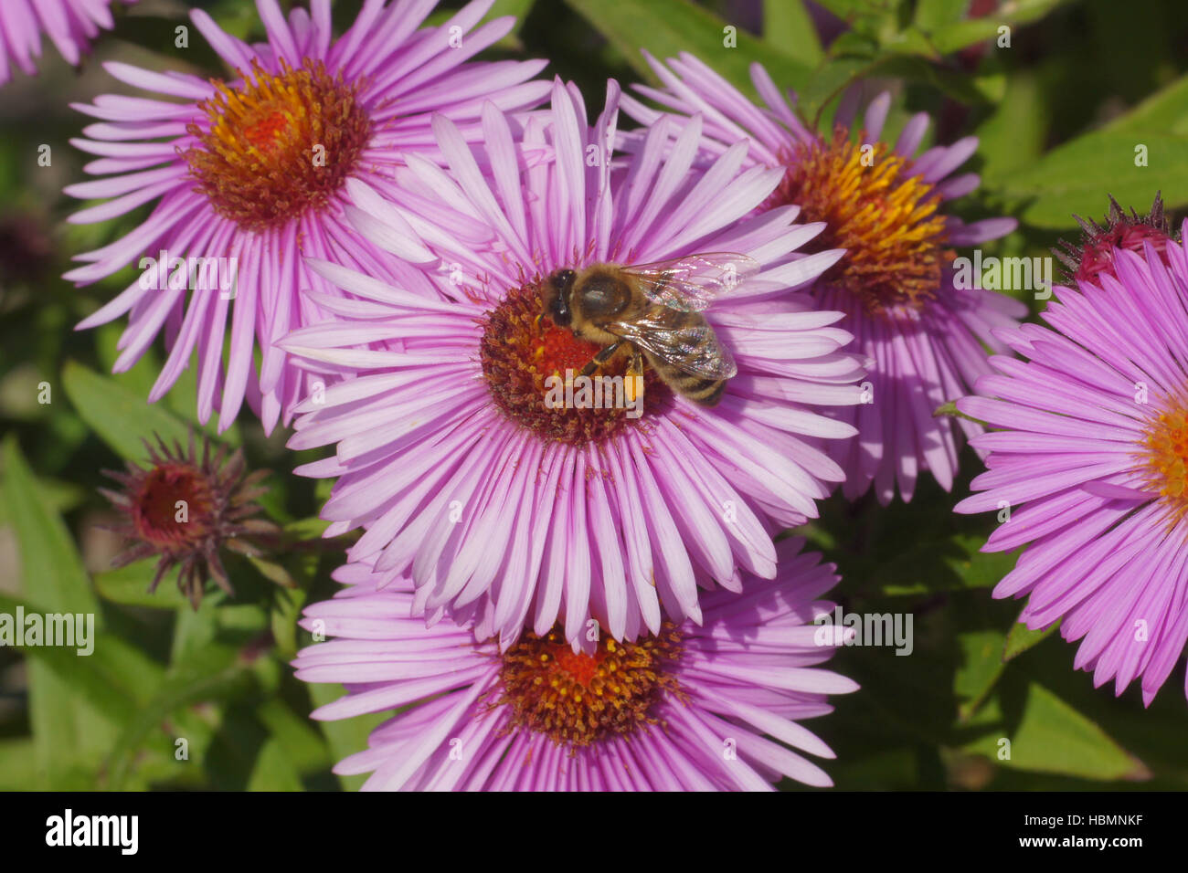 Aster Novi-Belgii, New York Aster mit Biene Stockfoto