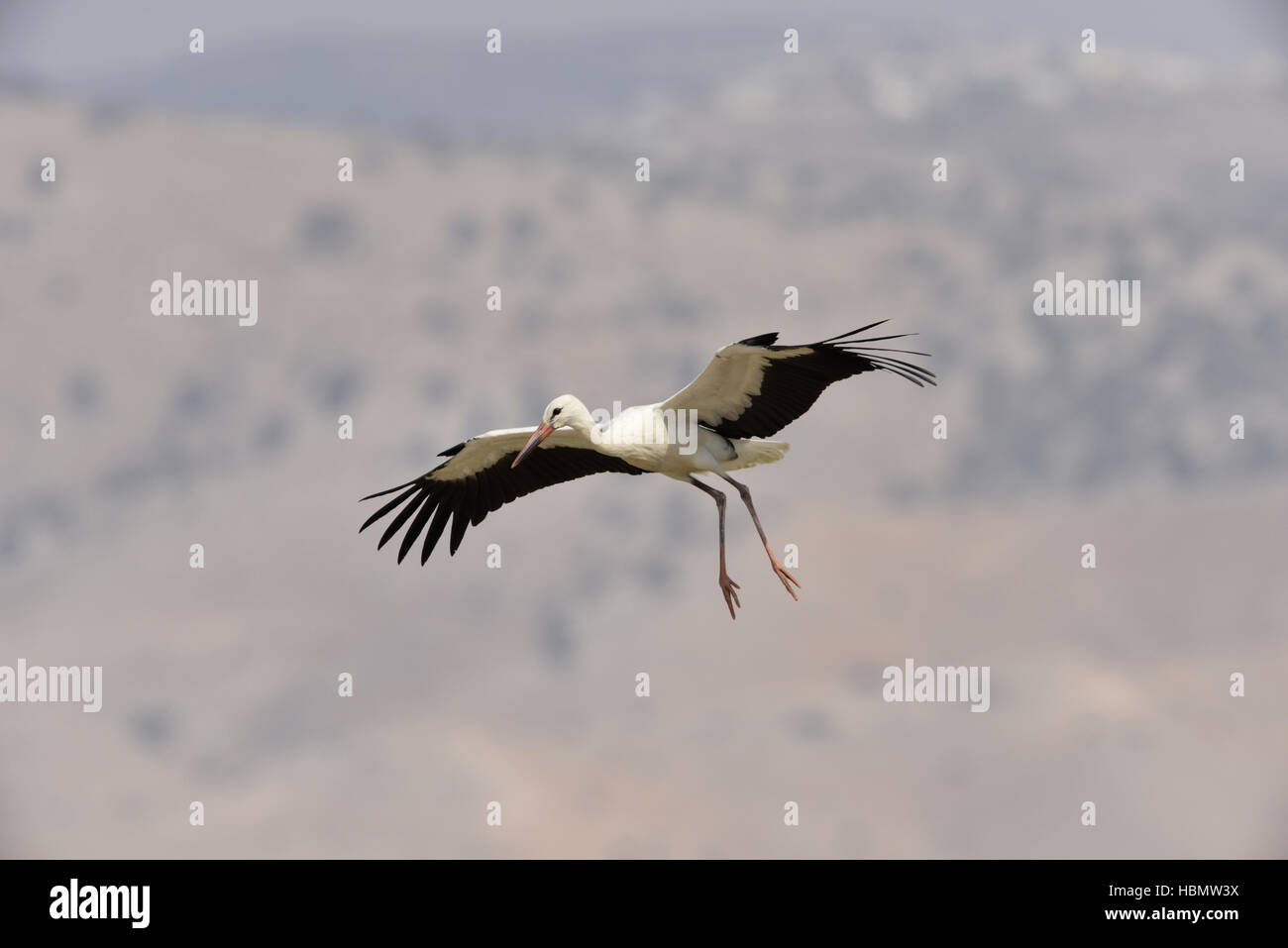 Weißstorch - Ciconia ciconia Stockfoto